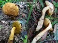 Aureoboletus moravicus-amf296